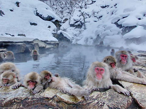 Jigokudani Monkey Park — 地獄谷野猿公苑