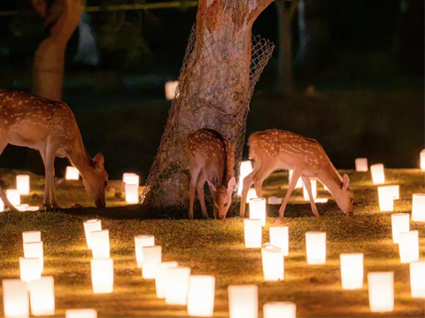 Nara Lantern Festival