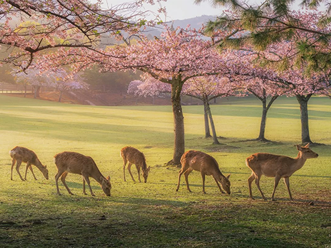 Nara Park — 奈良公園