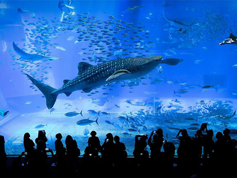 Churaumi Aquarium — 美ら海水族館
