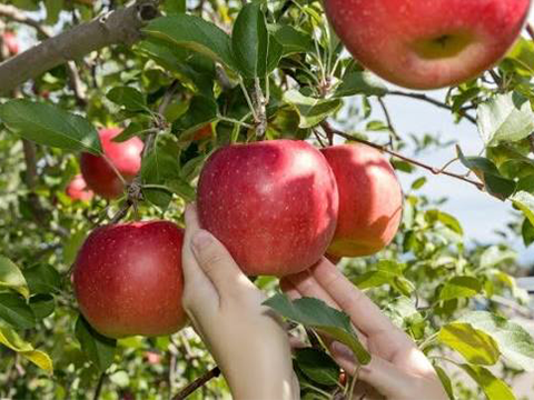 Aomori Apples